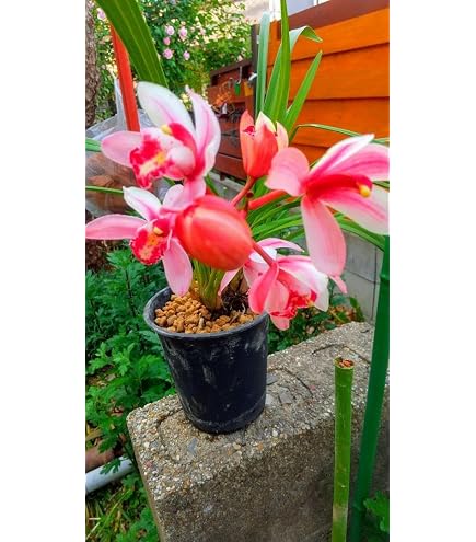 フォアゴットンフルーツ。花芽3個。5鉢セット。蜜蜂誘引蘭。シンビジューム Amazon｜フォアゴットンフルーツ。花芽3個。蜜蜂誘引蘭
